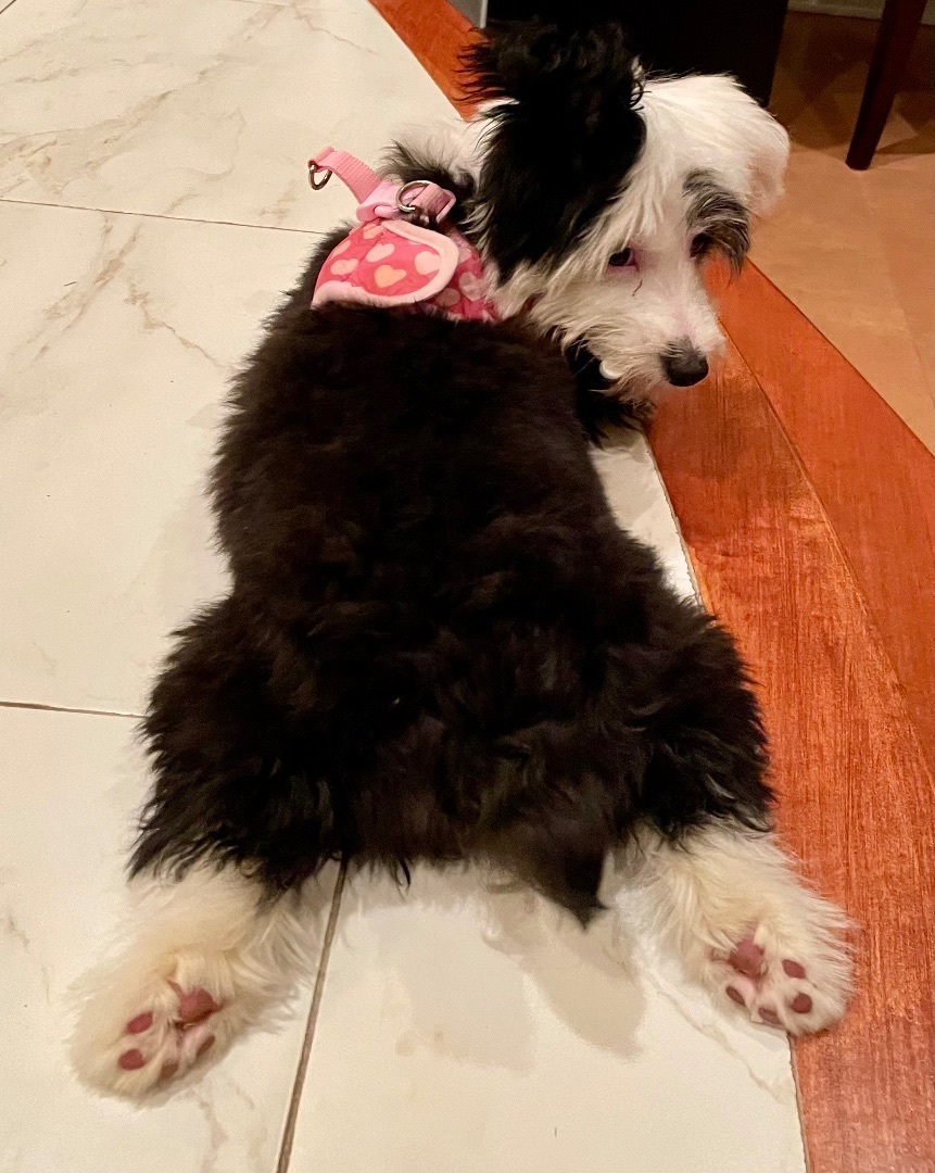 Skade (Sadie) - Adopted 3