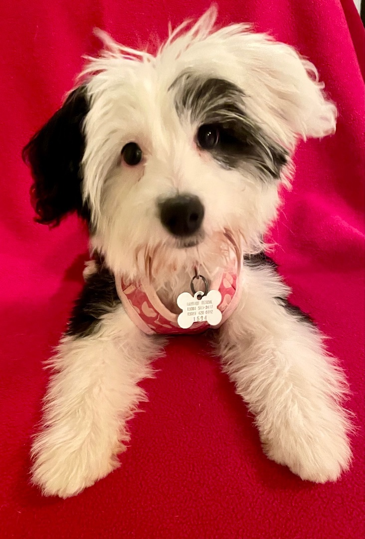 Skade (Sadie) - Adopted 2