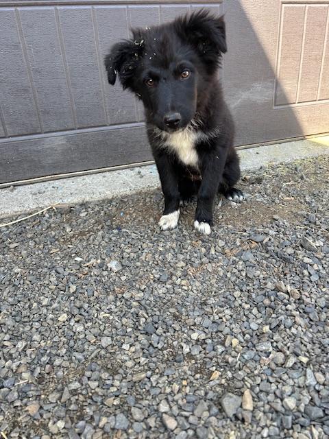Enlarge Chase **Courtesy Posting**, a Adoptable mixed breed in Lewiston, ID image 2/2