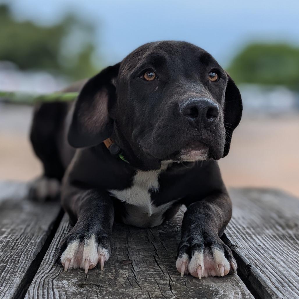 Diesel, Adoptable, Young Male Black Labrador Retriever & Mixed Breed.