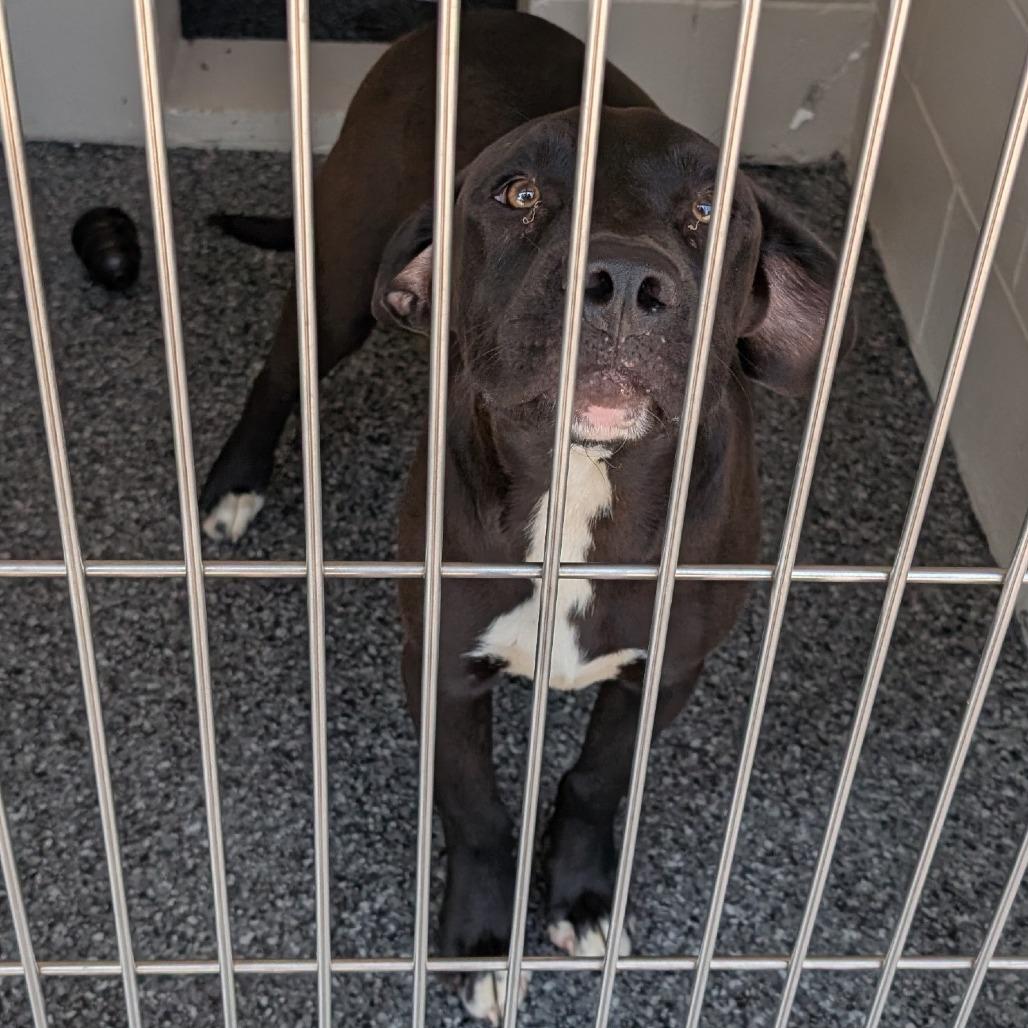 Diesel, a Adoptable mixed breed in Buchanan Dam, TX image 2/2