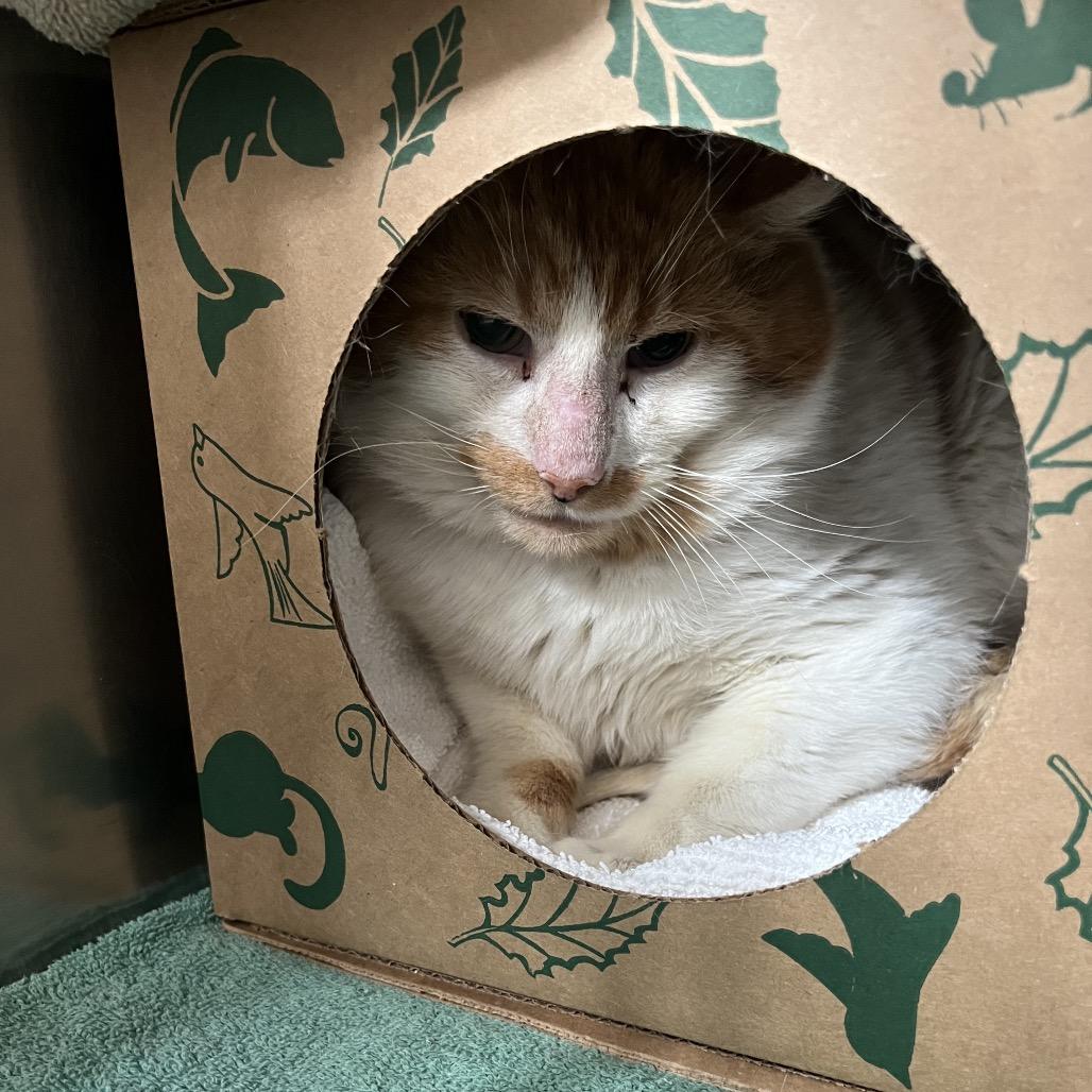 Enlarge Trask: Rodent Responder, adoption fee waived!, a Adoptable Domestic Short Hair in Bristol, IN image 1/2