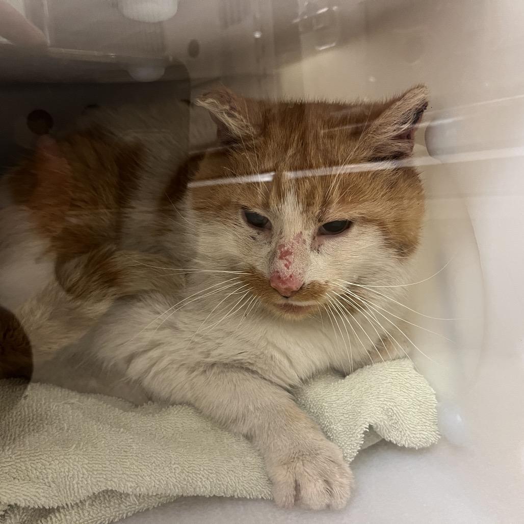 Enlarge Trask: Rodent Responder, adoption fee waived!, a Adoptable Domestic Short Hair in Bristol, IN image 2/2