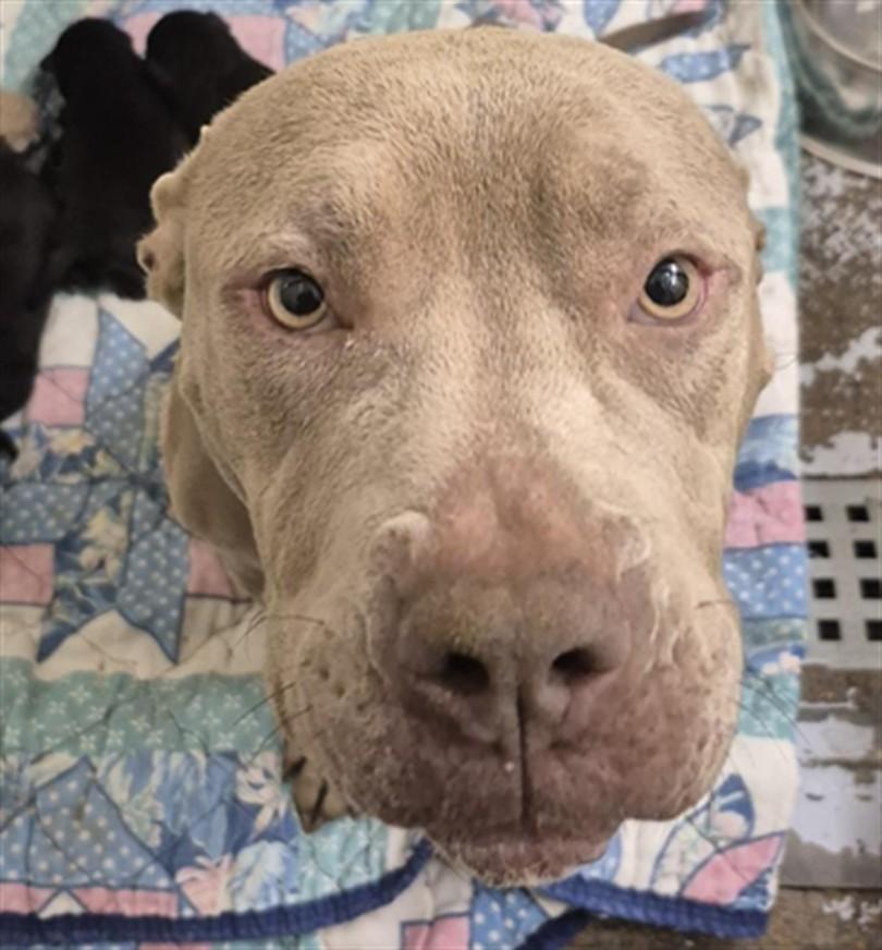Enlarge LOLA, a Adoptable mixed breed in Houston, TX image 1/1