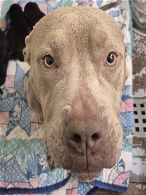 LOLA, Adoptable, Adult Female Staffordshire Bull Terrier & Mixed Breed.