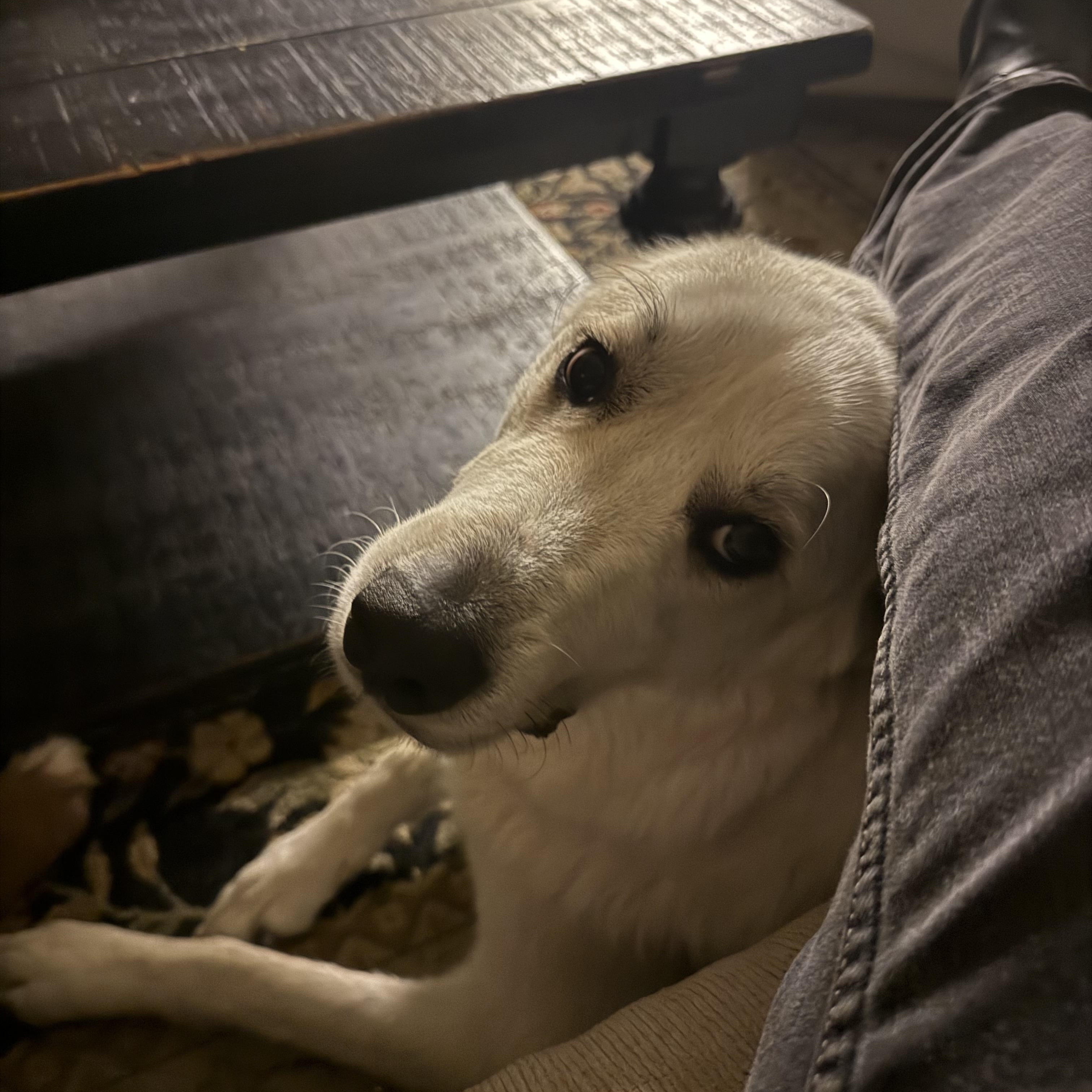 Enlarge FINN THE HANDSOME PYRENEESE, a ADOPTABLE mixed breed in woodland, CA image 4/5