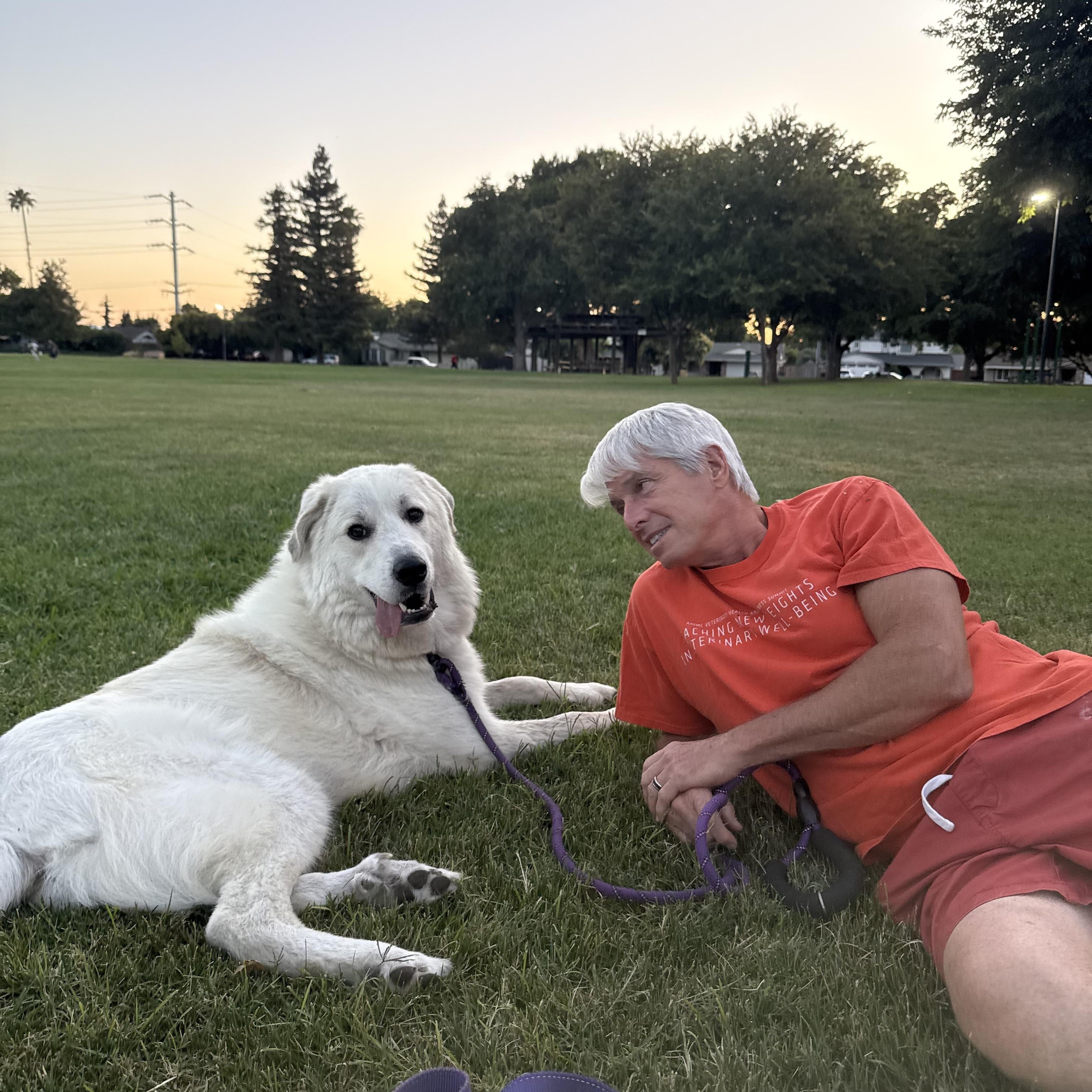 Enlarge FINN THE HANDSOME PYRENEESE, a ADOPTABLE mixed breed in woodland, CA image 5/5
