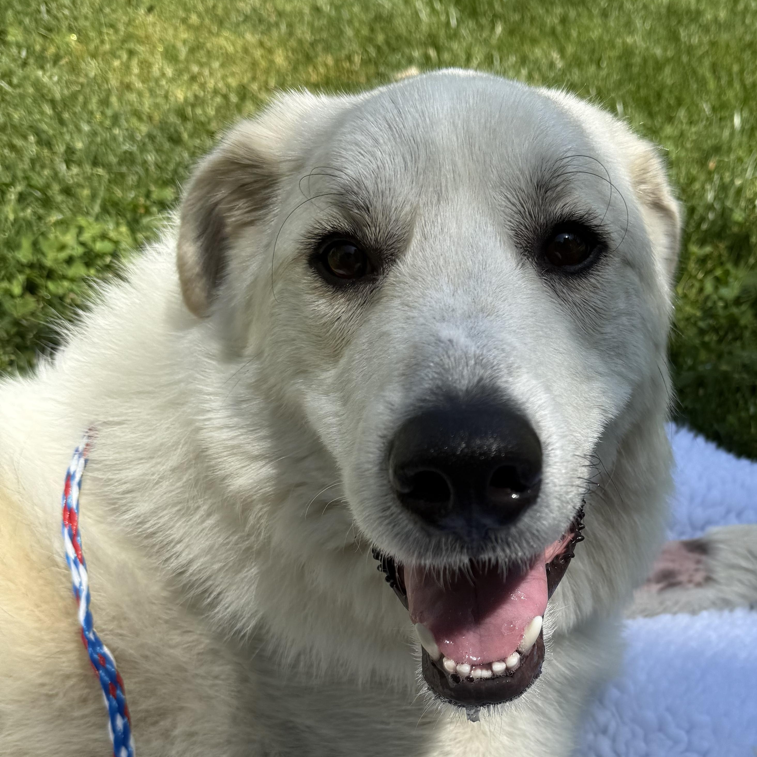 Enlarge FINN THE HANDSOME PYRENEESE, a ADOPTABLE mixed breed in woodland, CA image 3/5