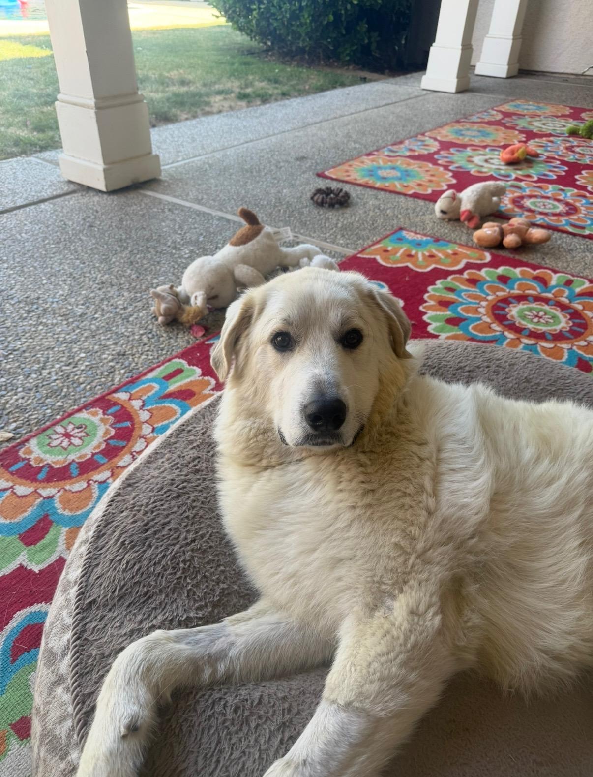 FINN THE HANDSOME PYRENEESE, ADOPTABLE, Adult Male Great Pyrenees.