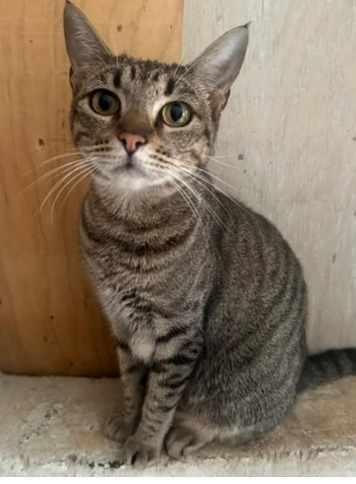 Reny *foster or adopt*, ADOPTABLE, Young Female Tabby.