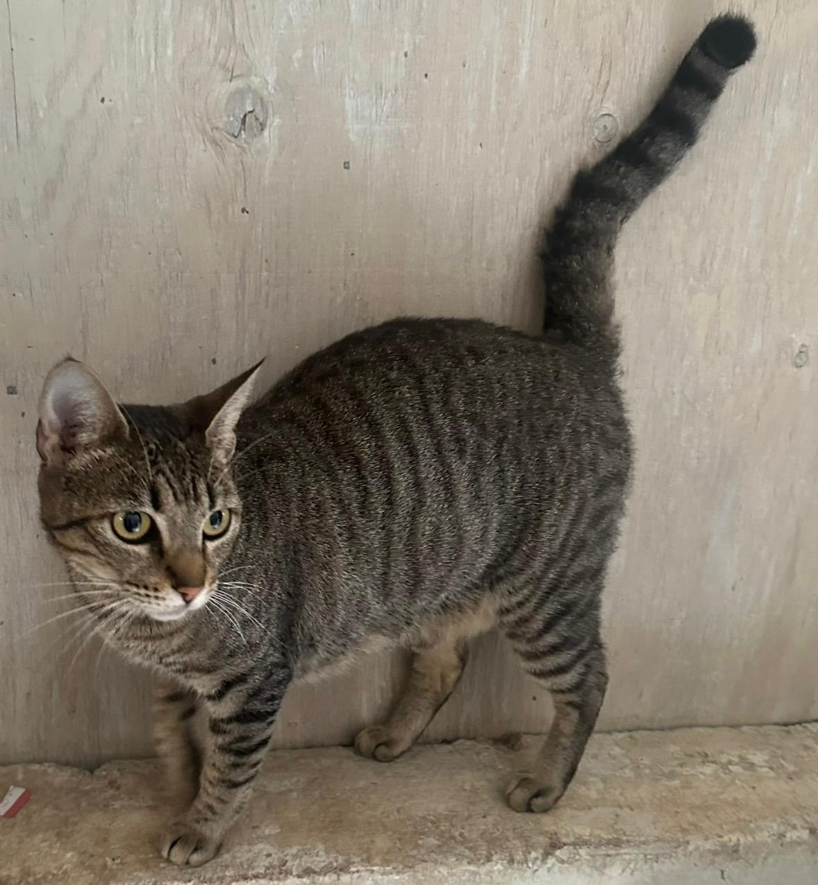 Enlarge Reny *foster or adopt*, a ADOPTABLE mixed breed in Toluca Lake, CA image 3/3