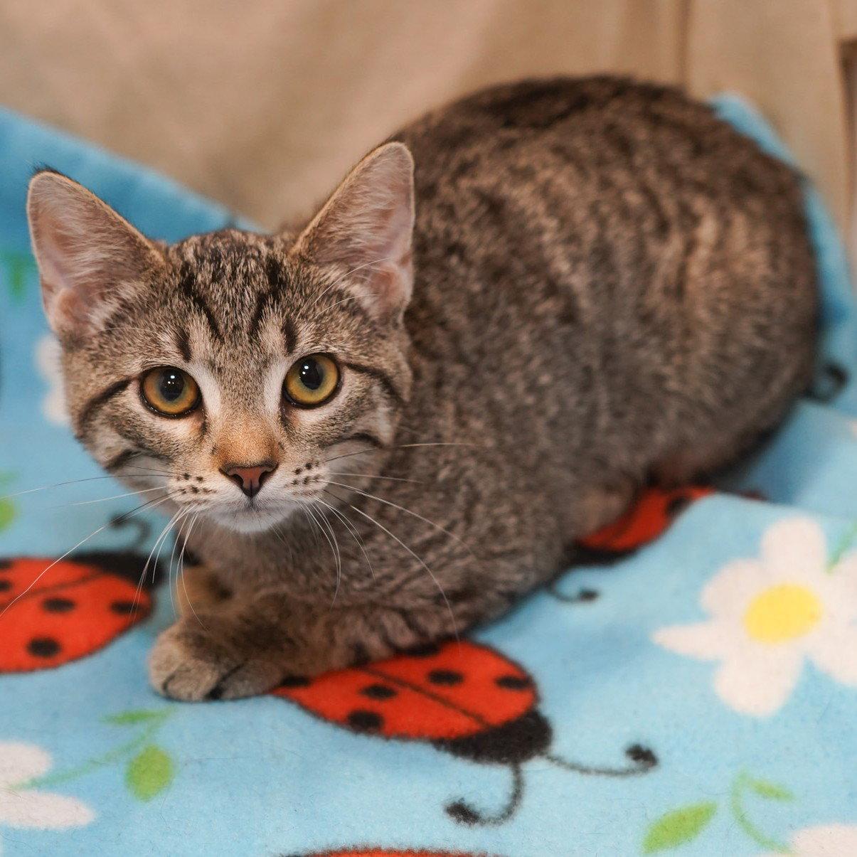 Elsa, Adoptable, Kitten Female Tabby & Domestic Short Hair.