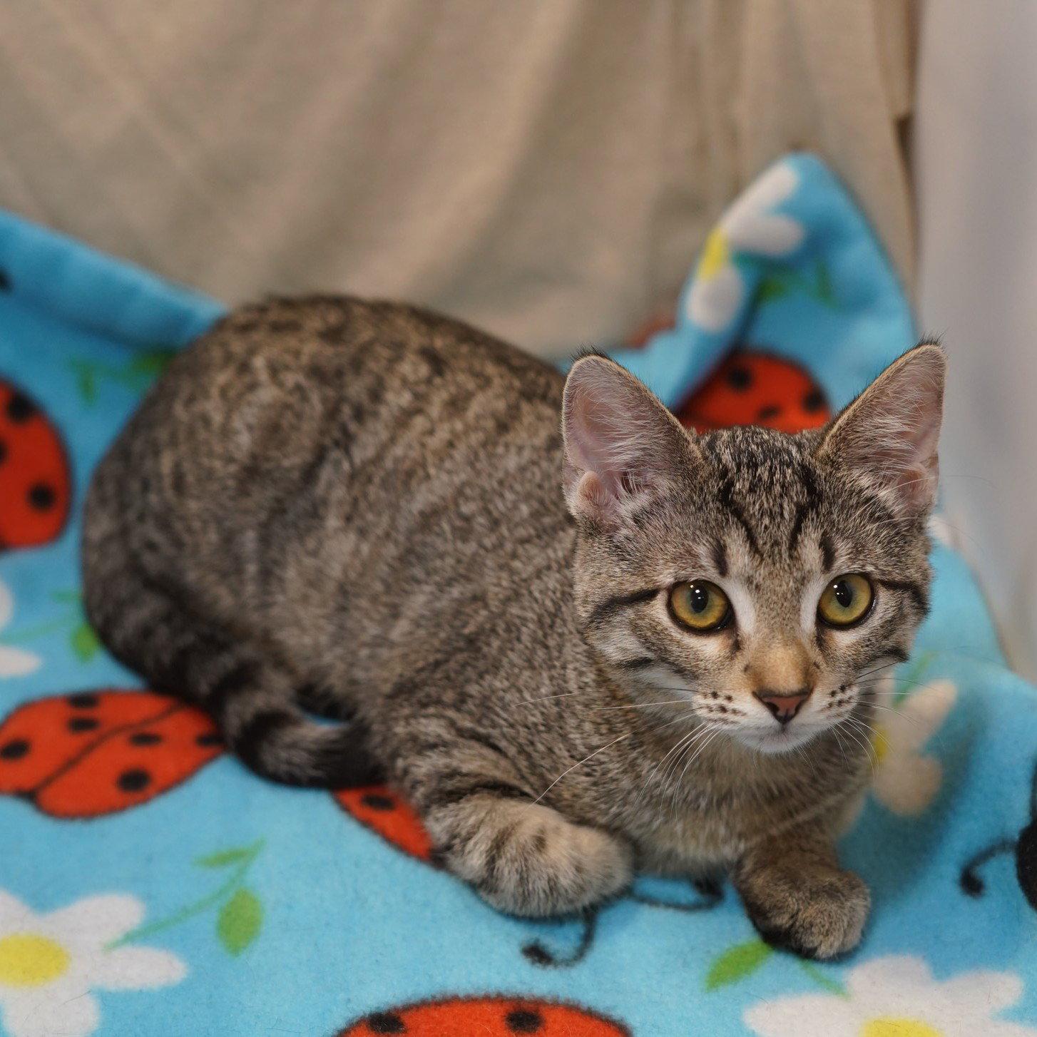 Elsa, a Adoptable mixed breed in Garland, TX image 3/3