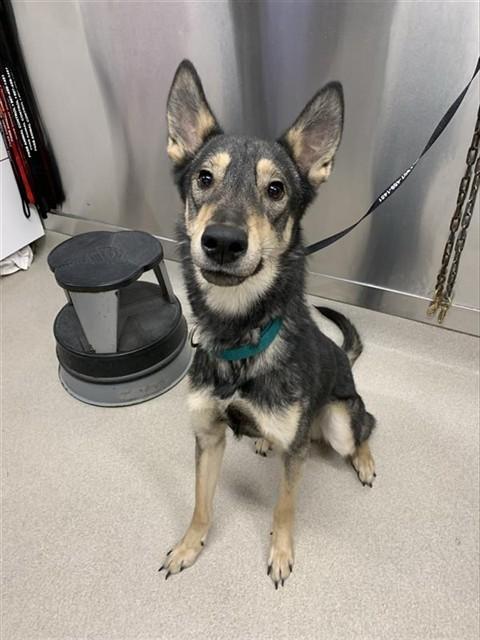 Enlarge ARLOW, a Adoptable mixed breed in Fairbanks, AK image 1/1