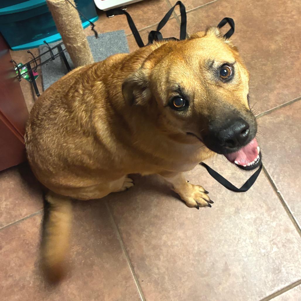 Stevie, Adoptable, Adult Female Labrador Retriever & Dutch Shepherd.