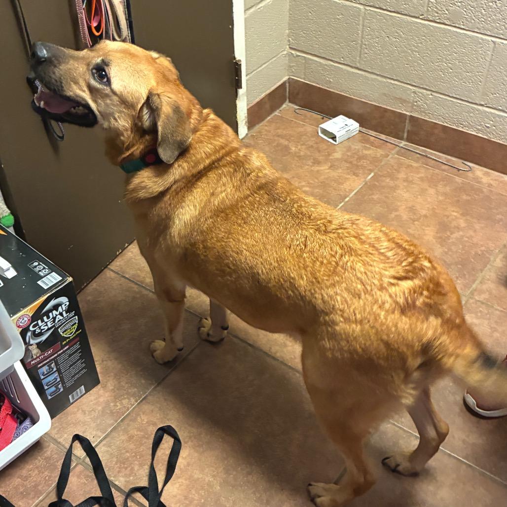 Enlarge Stevie, a Adoptable mixed breed in Cordova, TN image 3/6