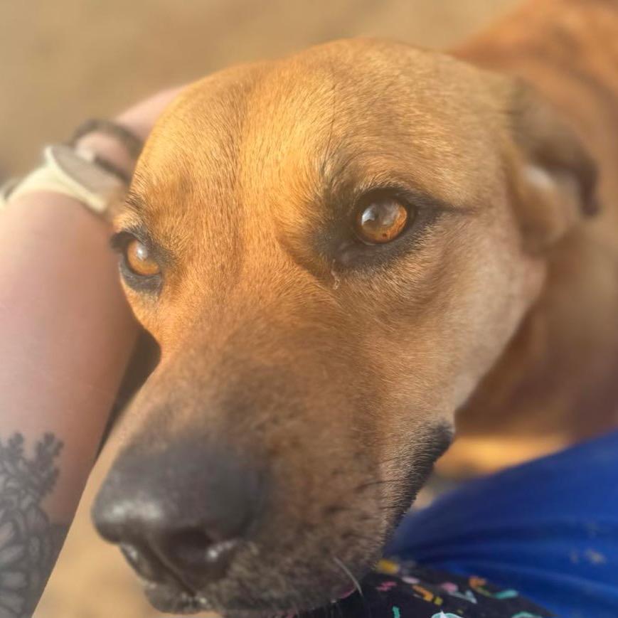 Enlarge Stevie, a Adoptable mixed breed in Cordova, TN image 5/6