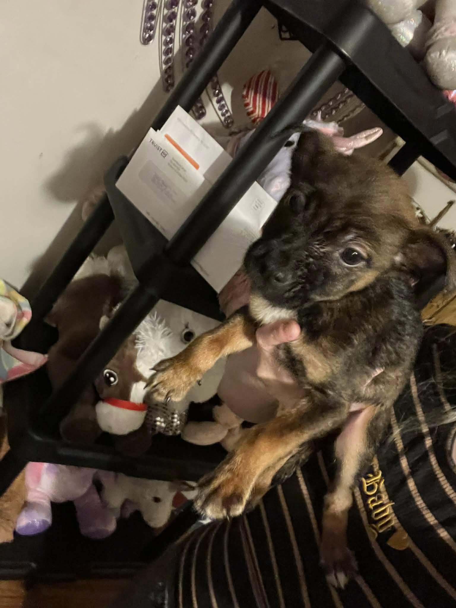 Wilder (20260226-08) — thumbnail 2