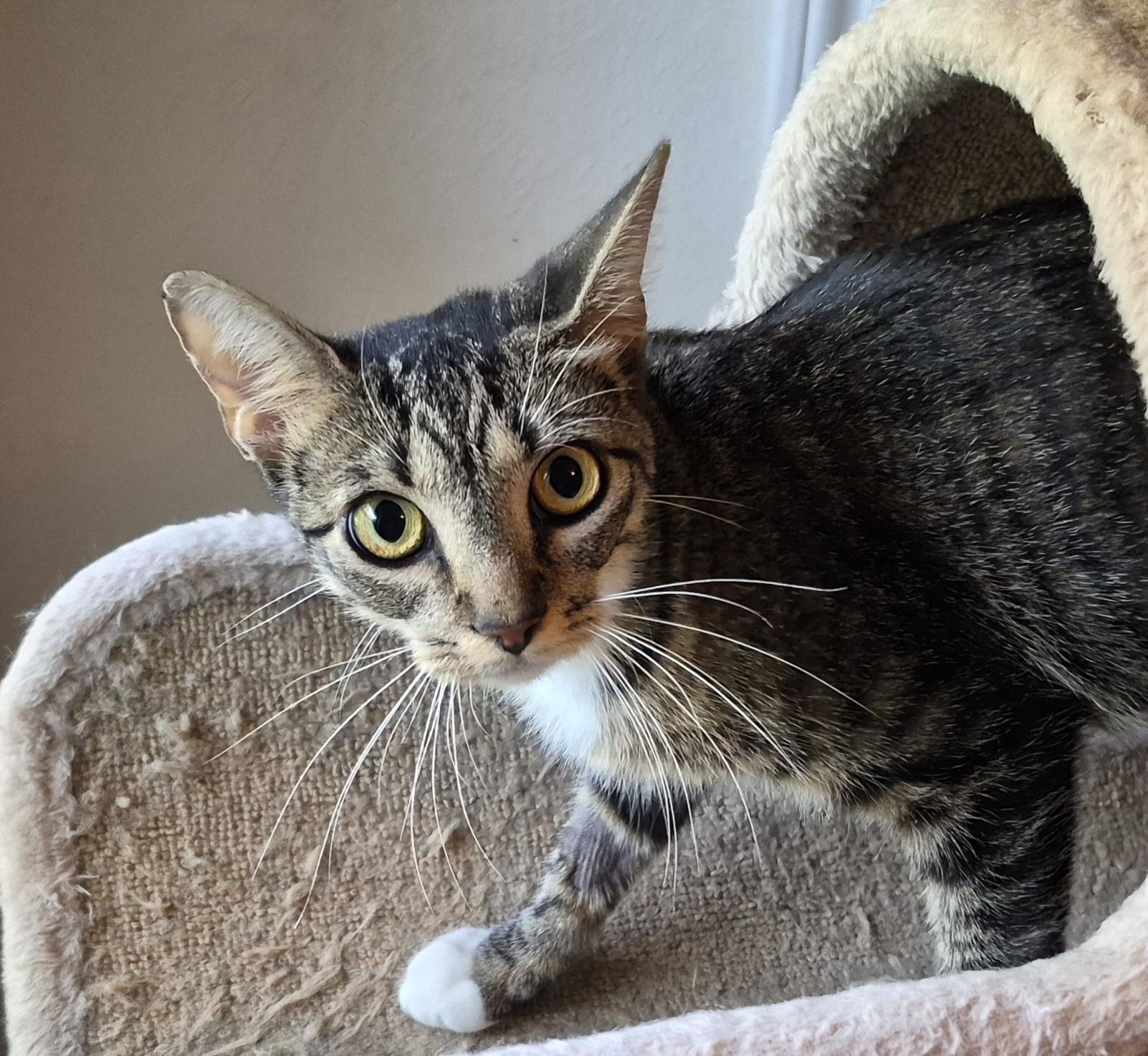 Darby Rose, Adopted, Young Female Domestic Short Hair & Tabby.