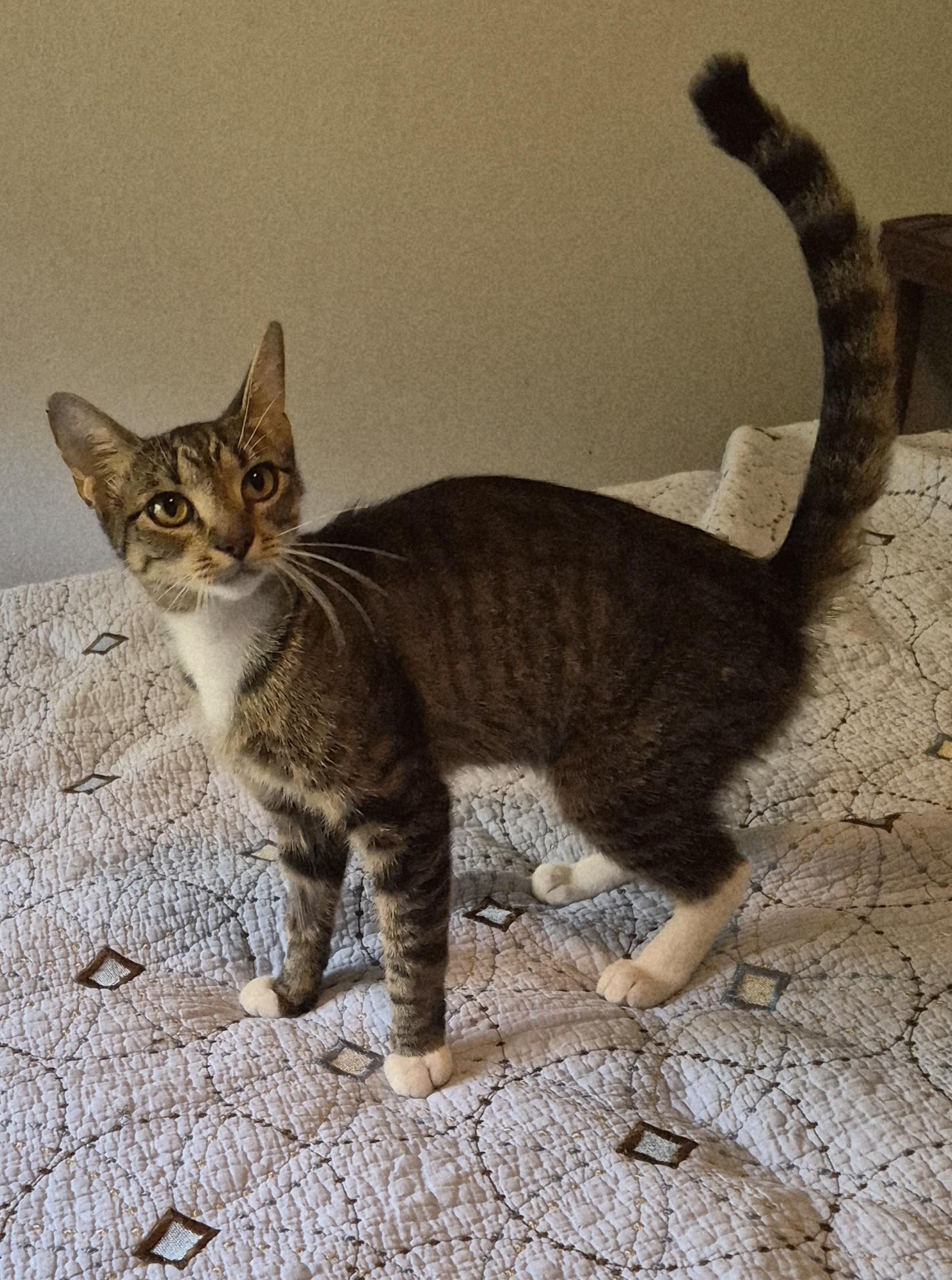 Enlarge Darby Rose, a Adopted mixed breed in Fort Worth, TX image 2/2