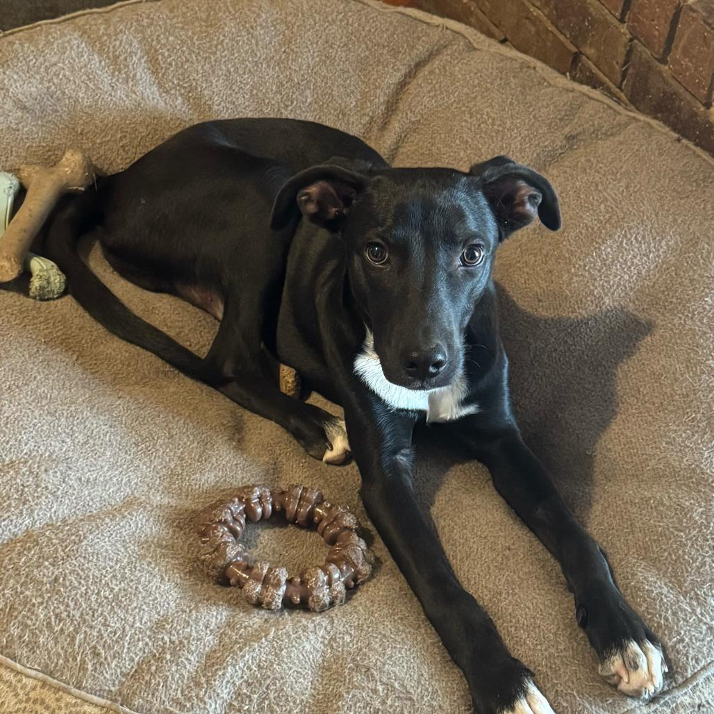 Enlarge Ralphie, a Adoptable Labrador Retriever in Dallas, TX image 1/5