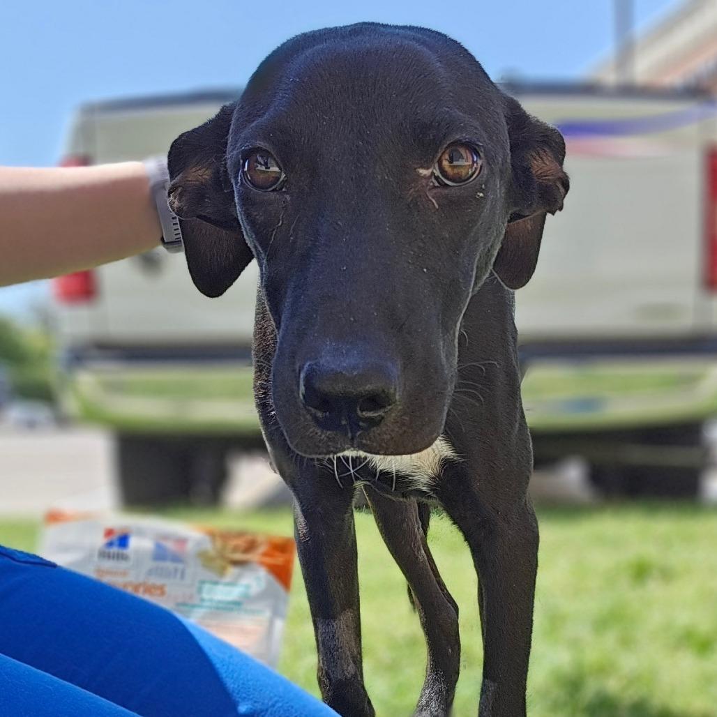 Enlarge Ralphie, a Adoptable Labrador Retriever in Dallas, TX image 2/5