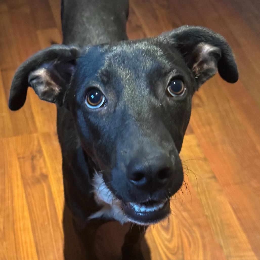 Enlarge Ralphie, a Adoptable Labrador Retriever in Dallas, TX image 4/5