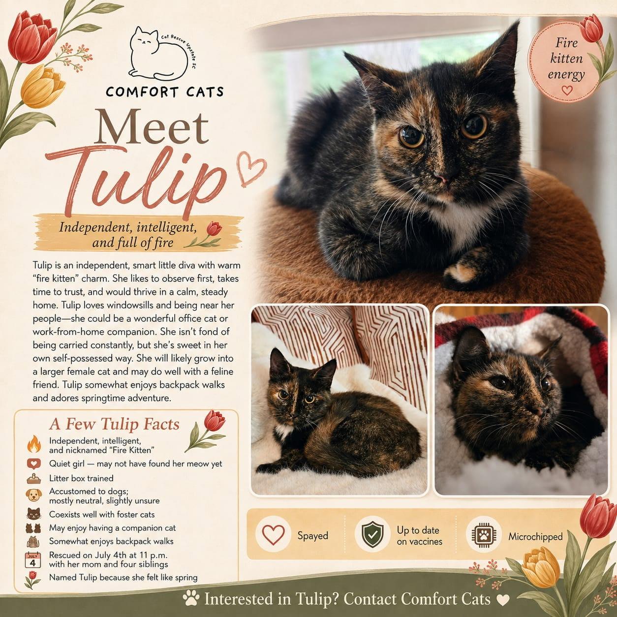 Tulip, Adoptable, Young Female Domestic Short Hair.