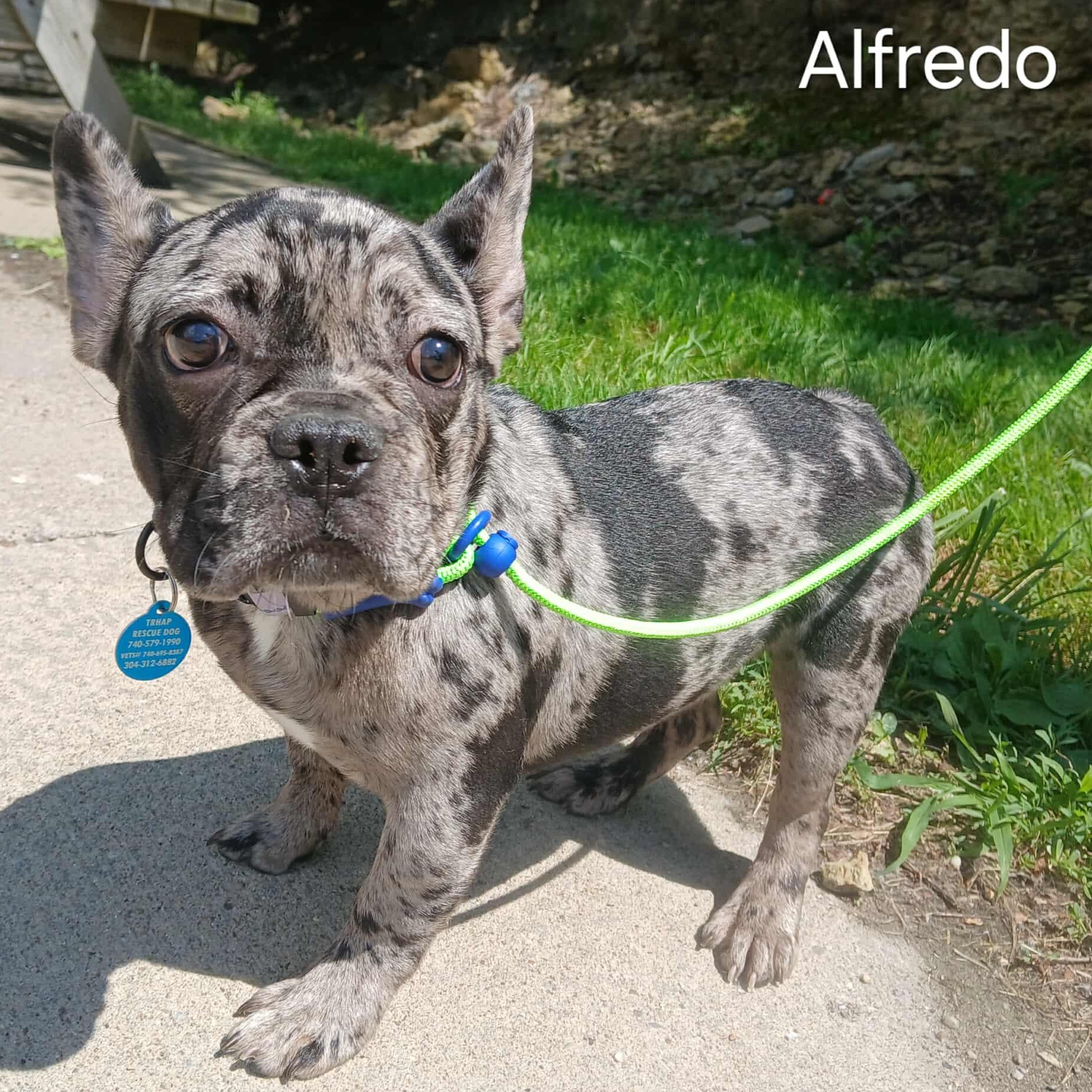 Alfredo, Adult Male French Bulldog