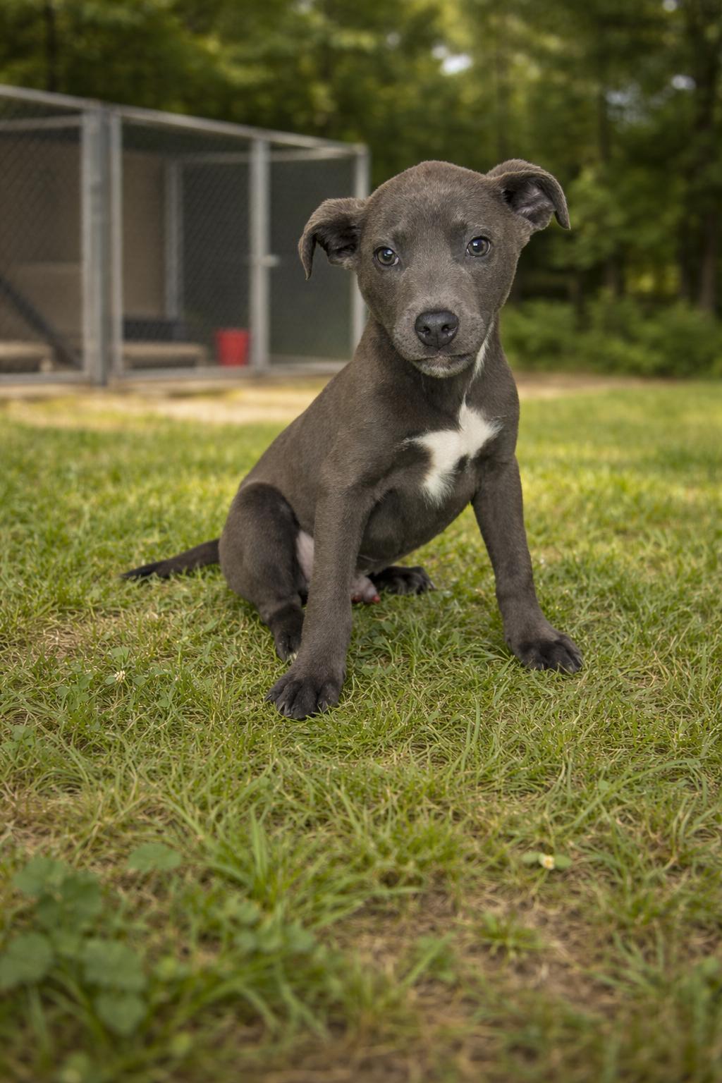 Enlarge Toni, a ADOPTABLE mixed breed in Hortense, GA image 1/2