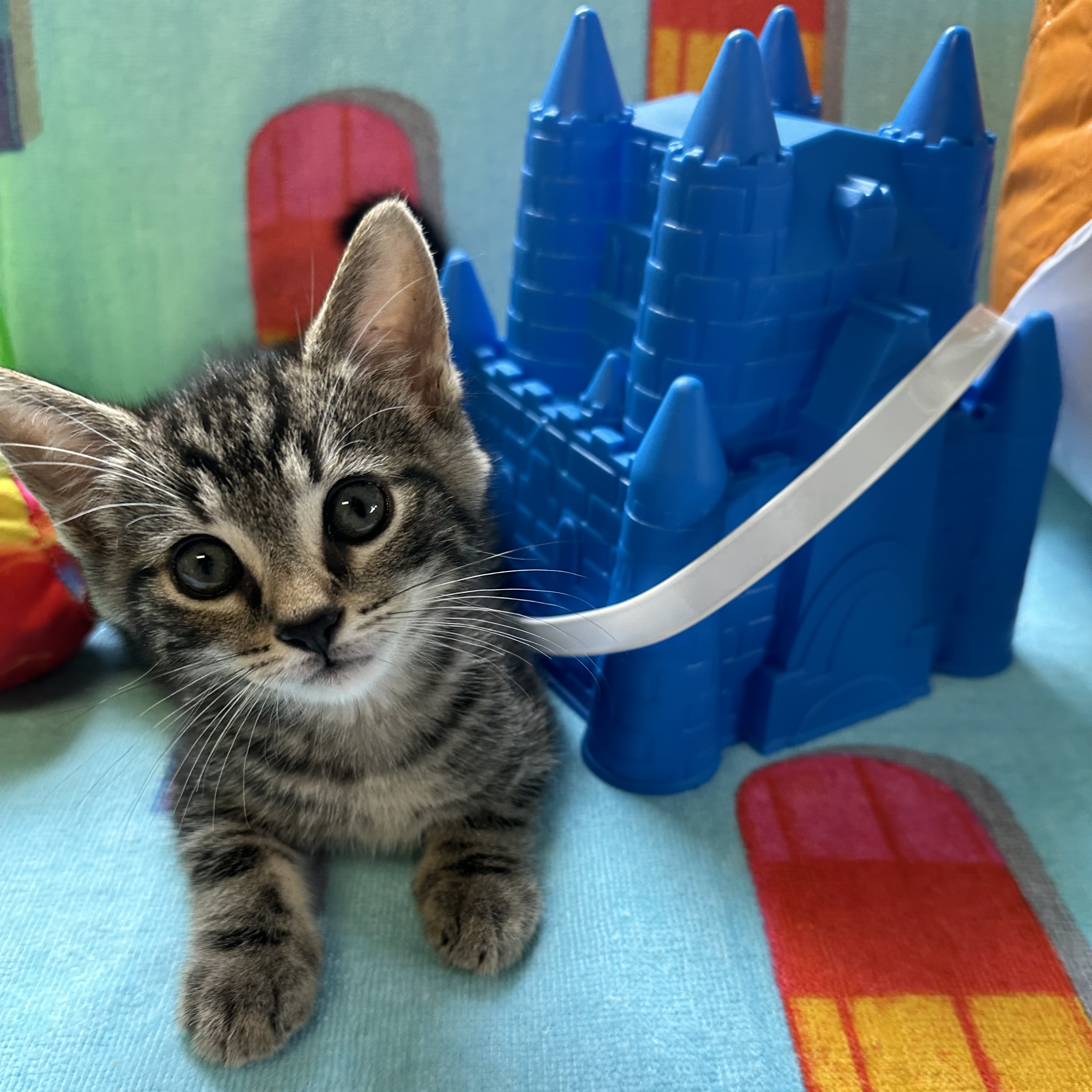 Enlarge Carlo, an adoptable Domestic Short Hair in Colonia, NJ image 4/6