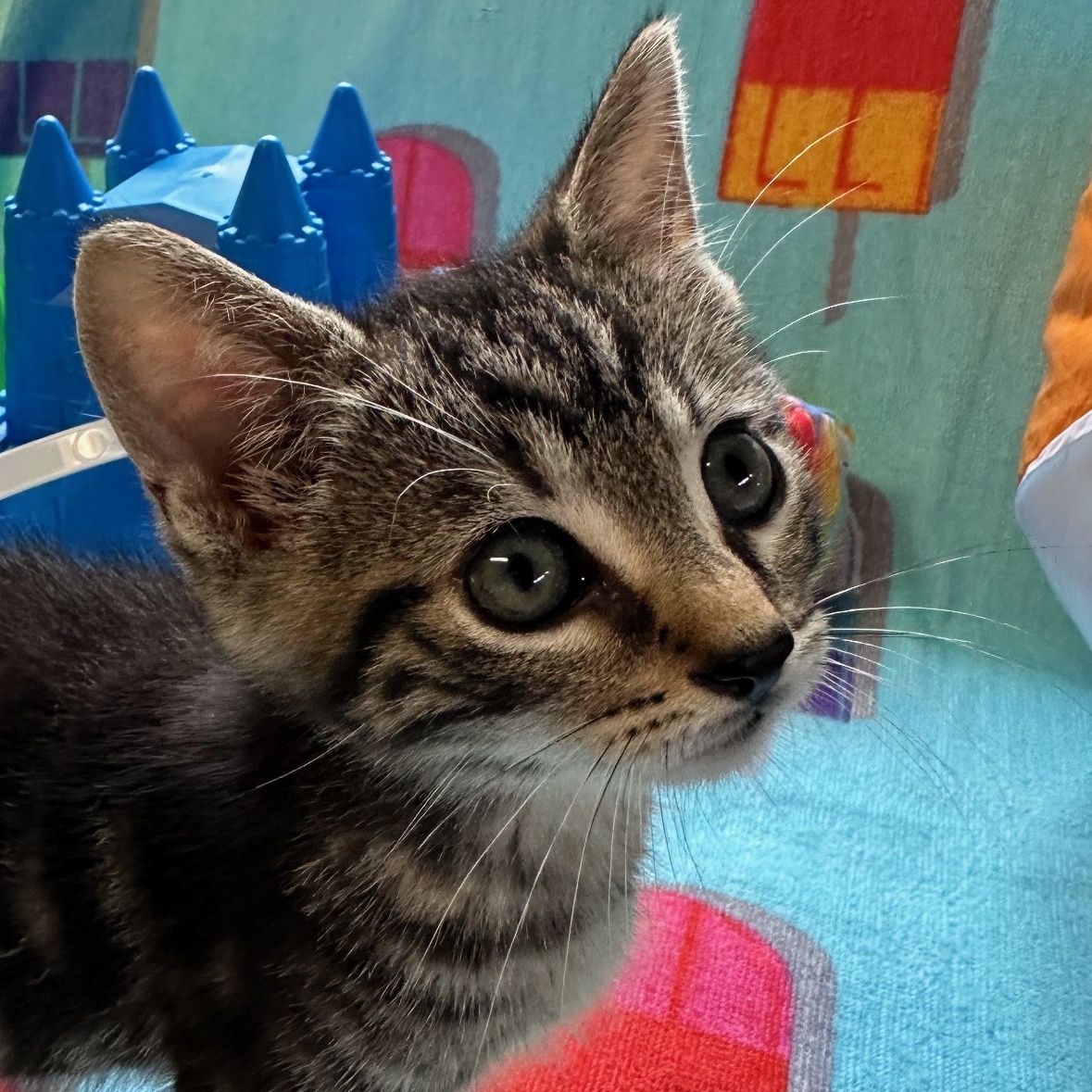 Enlarge Carlo, an adoptable Domestic Short Hair in Colonia, NJ image 5/6