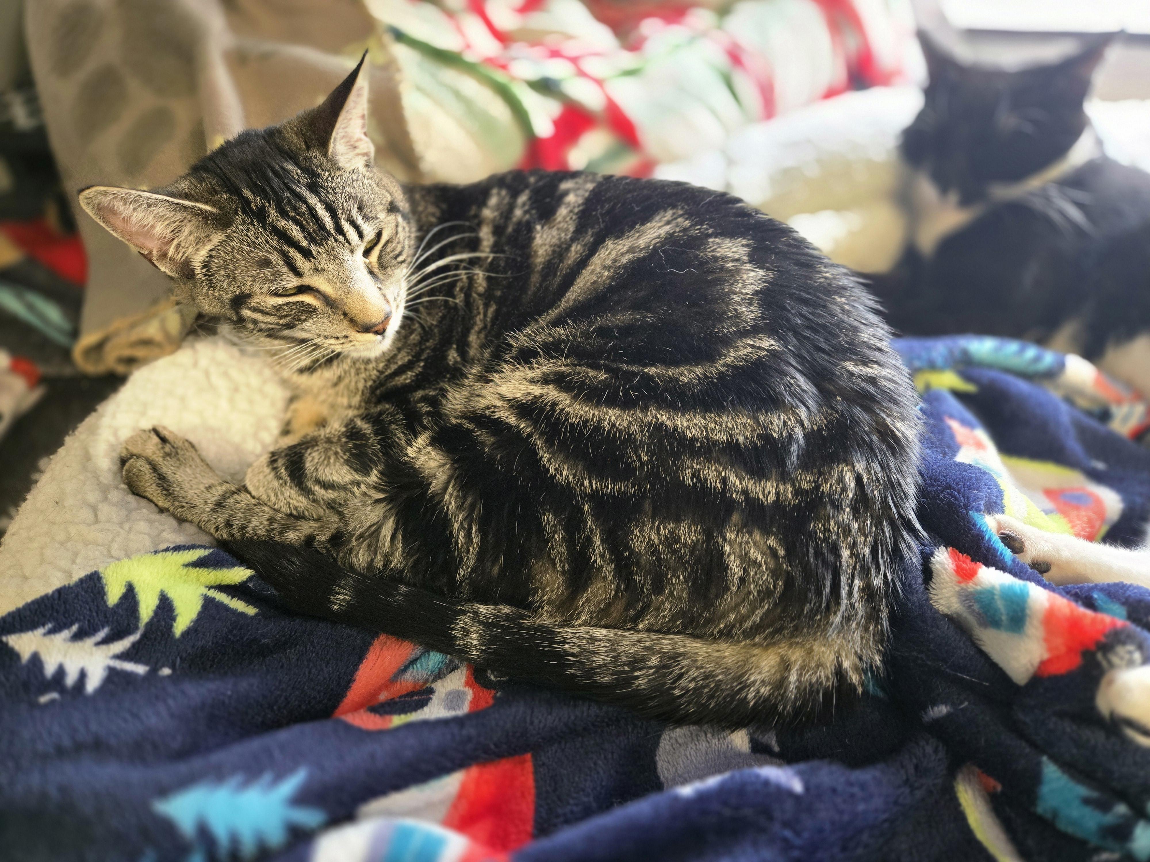 Enlarge Carlo, an adoptable Domestic Short Hair in Colonia, NJ image 1/6