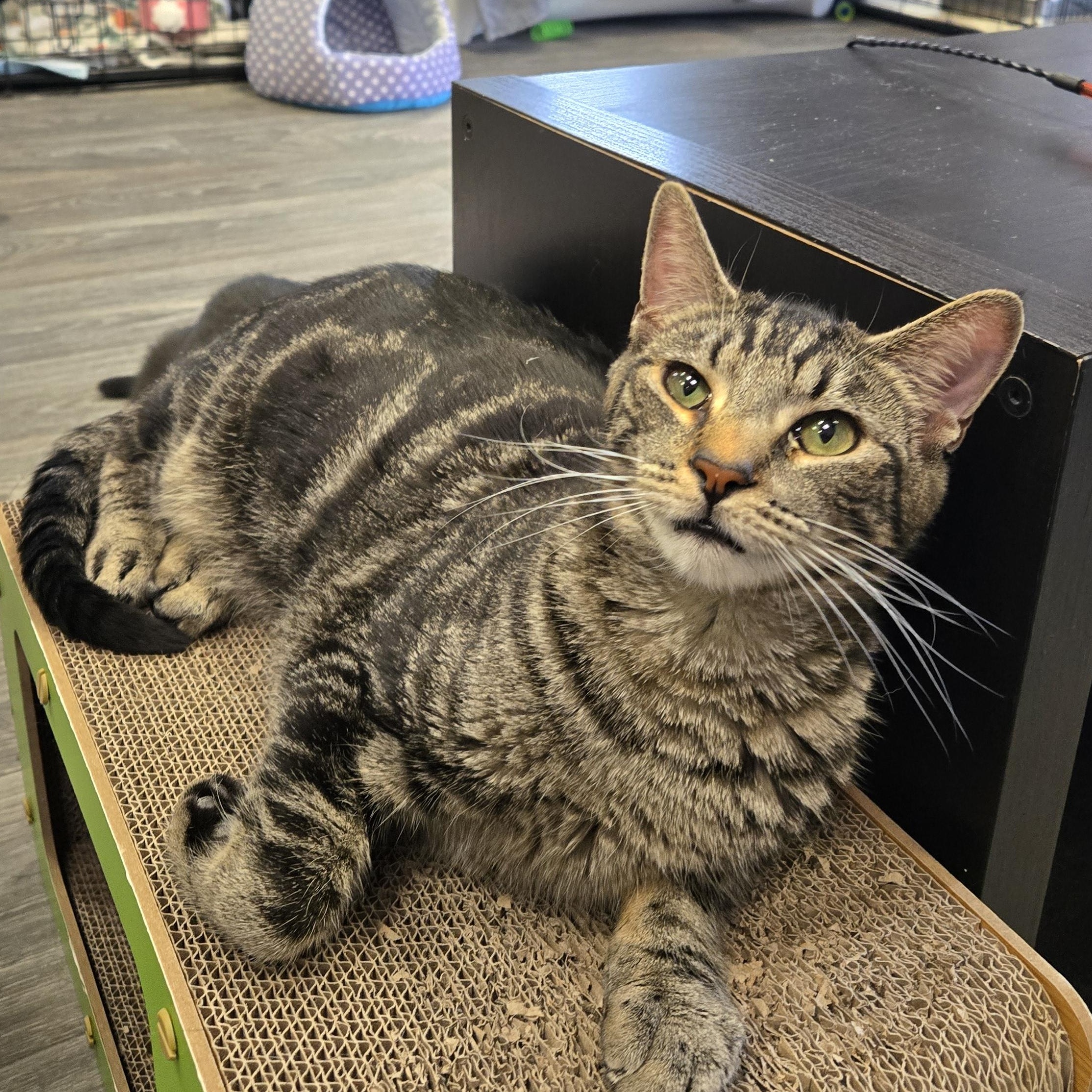 Enlarge Carlo, an adoptable Domestic Short Hair in Colonia, NJ image 2/6