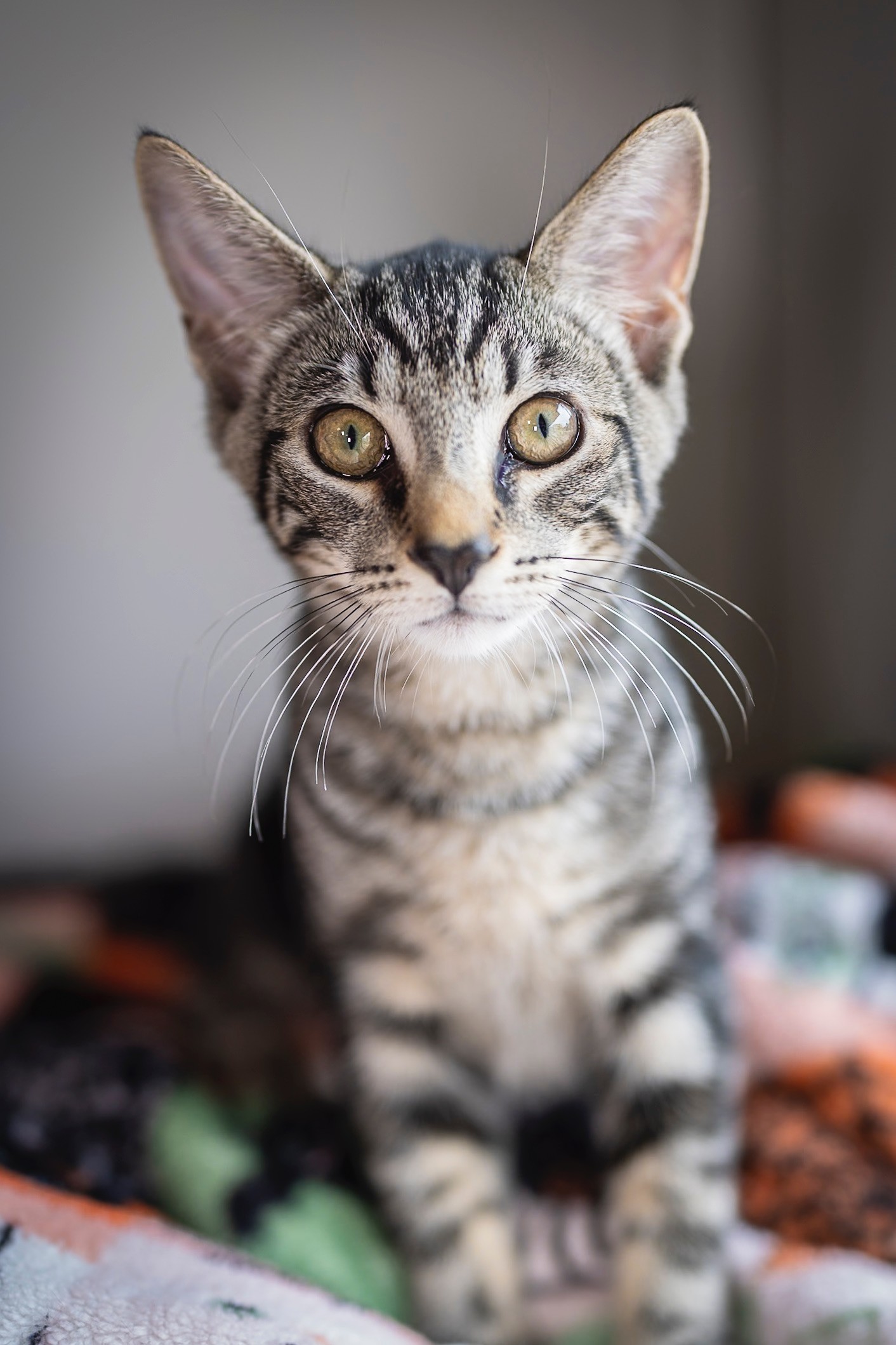 Enlarge Carlo, an adoptable Domestic Short Hair in Colonia, NJ image 3/6