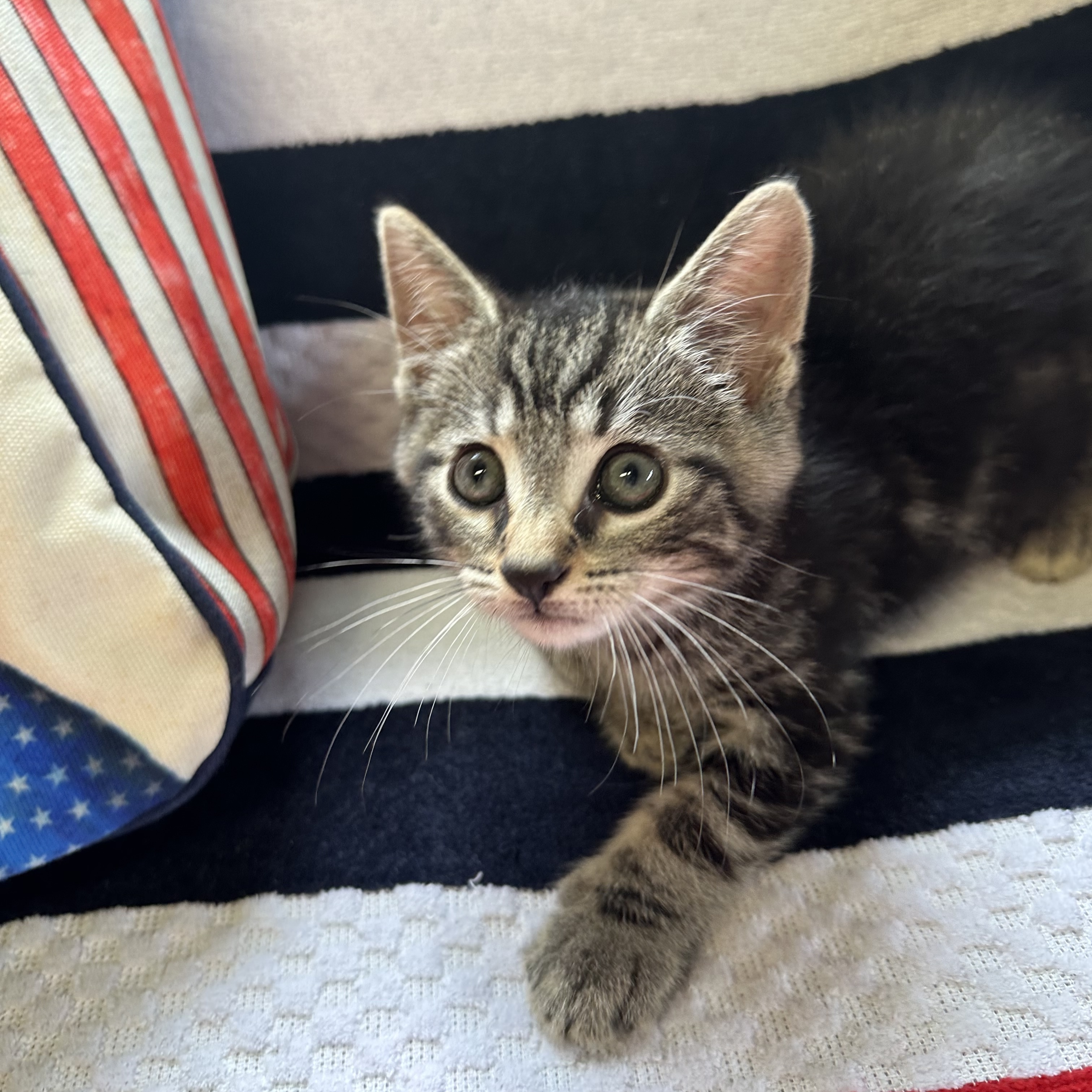 Enlarge Carlo, an adoptable Domestic Short Hair in Colonia, NJ image 6/6