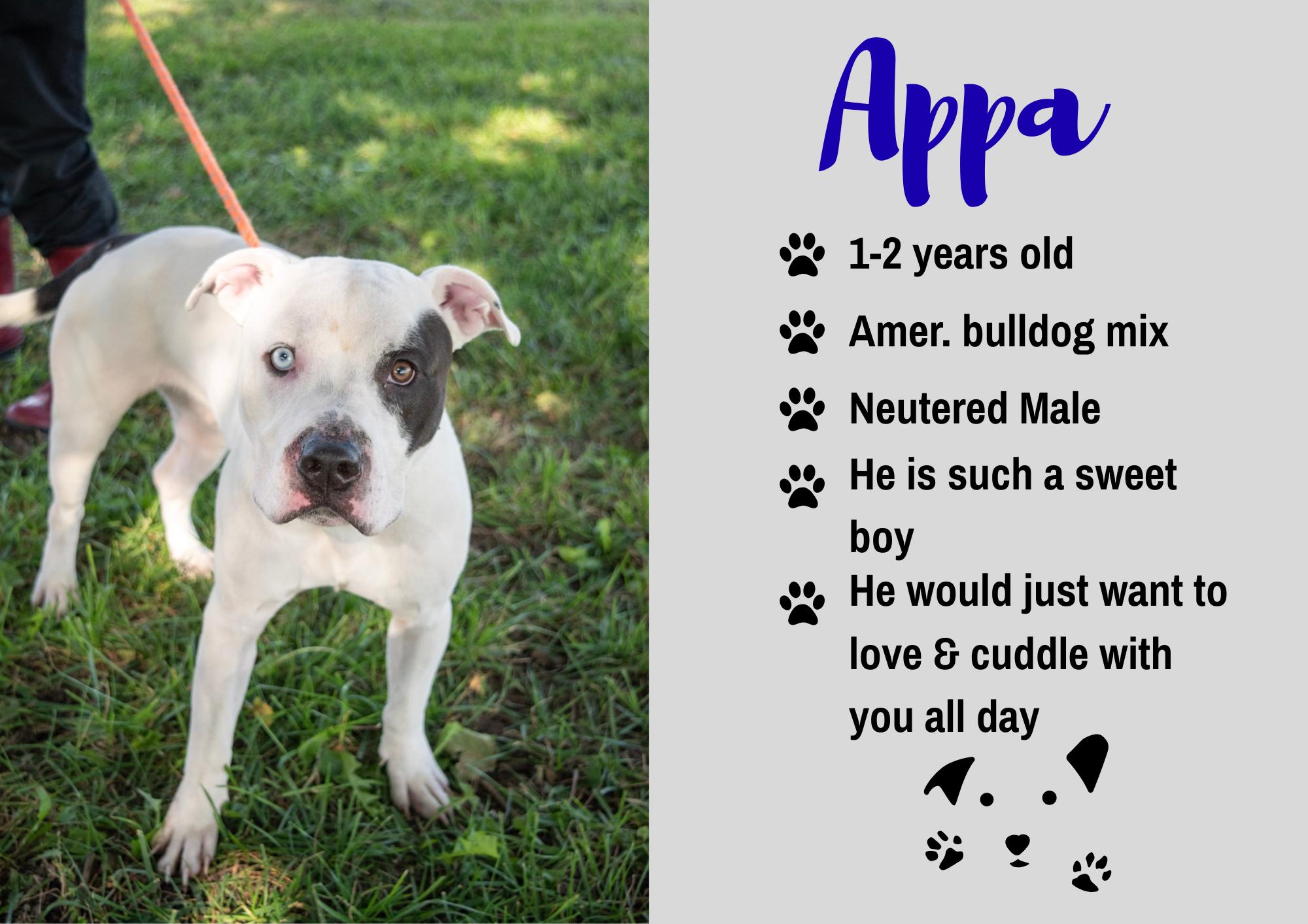 Enlarge Appa, a Adoptable mixed breed in Junction City, KS image 1/1