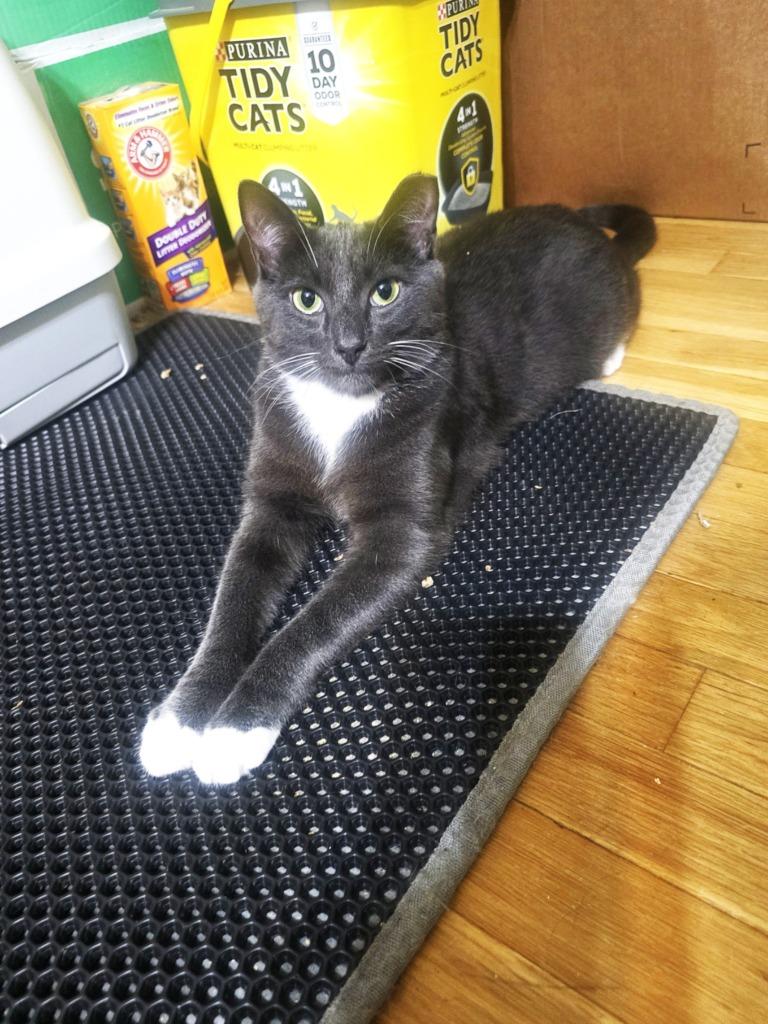 Enlarge Isaac, a Adoptable mixed breed in Pawtucket, RI image 6/6