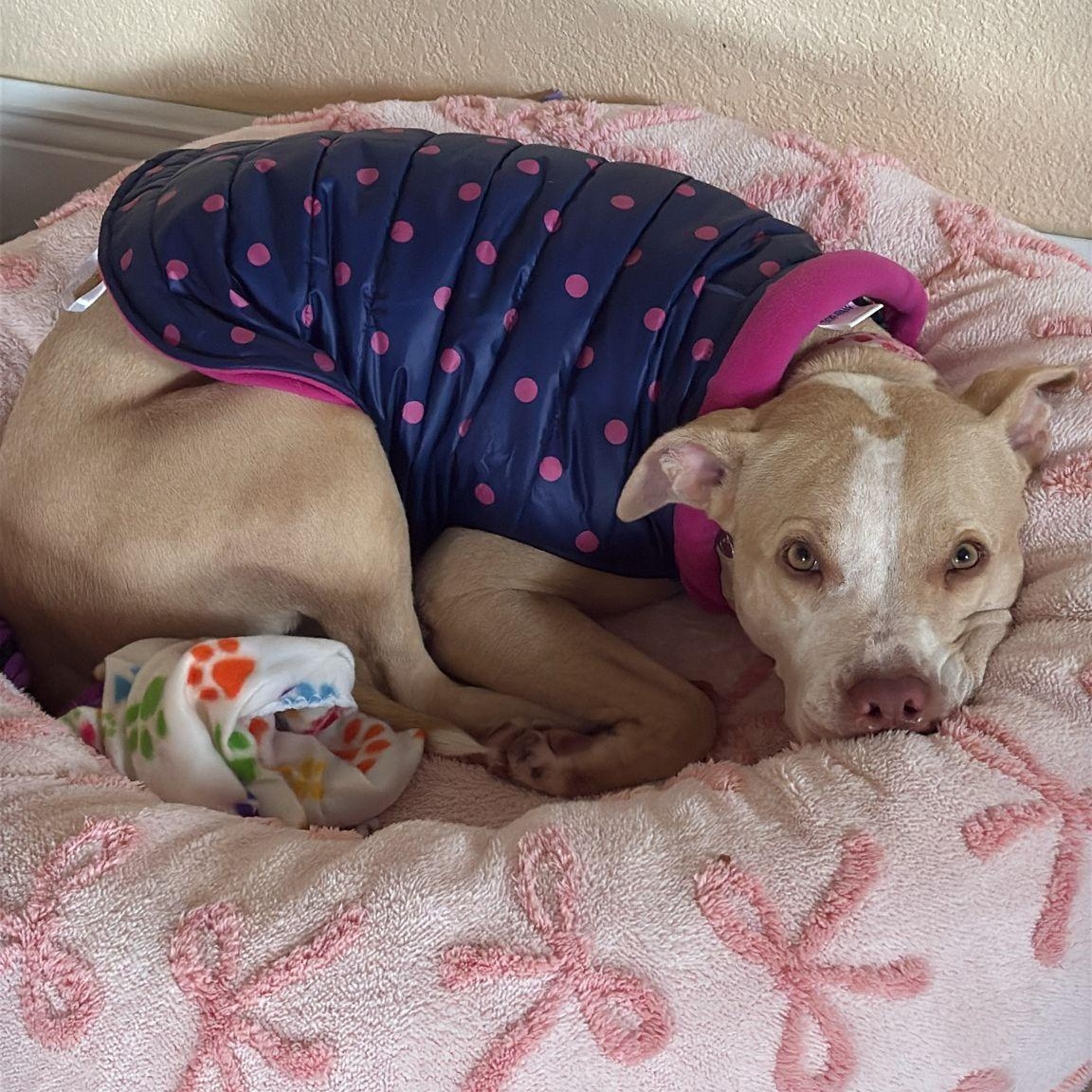 Paloma Pit Bull Terrier Dog