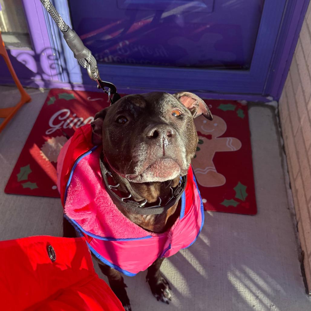 Enlarge Laya, a Adoptable mixed breed in West Des Moines, IA image 6/6