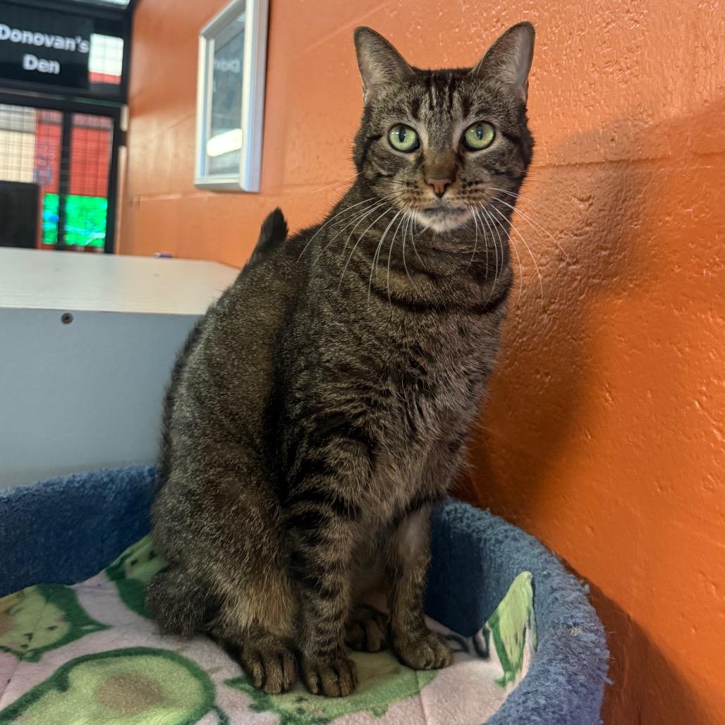 Scuttlebutt, Adoptable, Senior Female Domestic Short Hair.