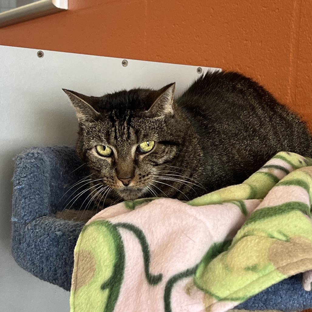 Scuttlebutt, a Adoptable Domestic Short Hair in Sarasota, FL image 2/6