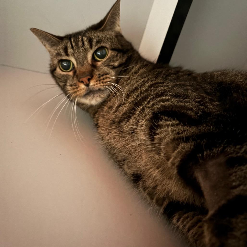 Scuttlebutt, a Adoptable Domestic Short Hair in Sarasota, FL image 3/6