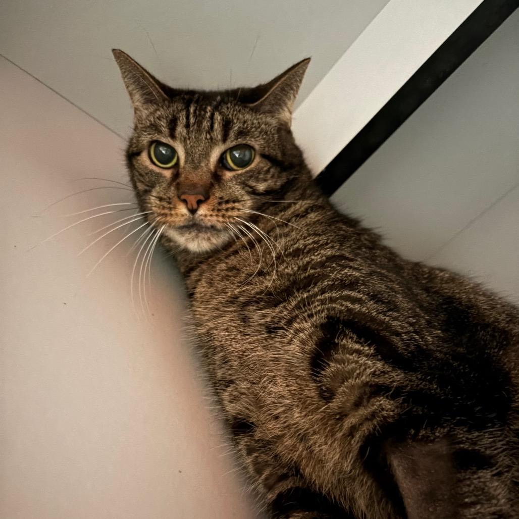 Scuttlebutt, a Adoptable Domestic Short Hair in Sarasota, FL image 4/6