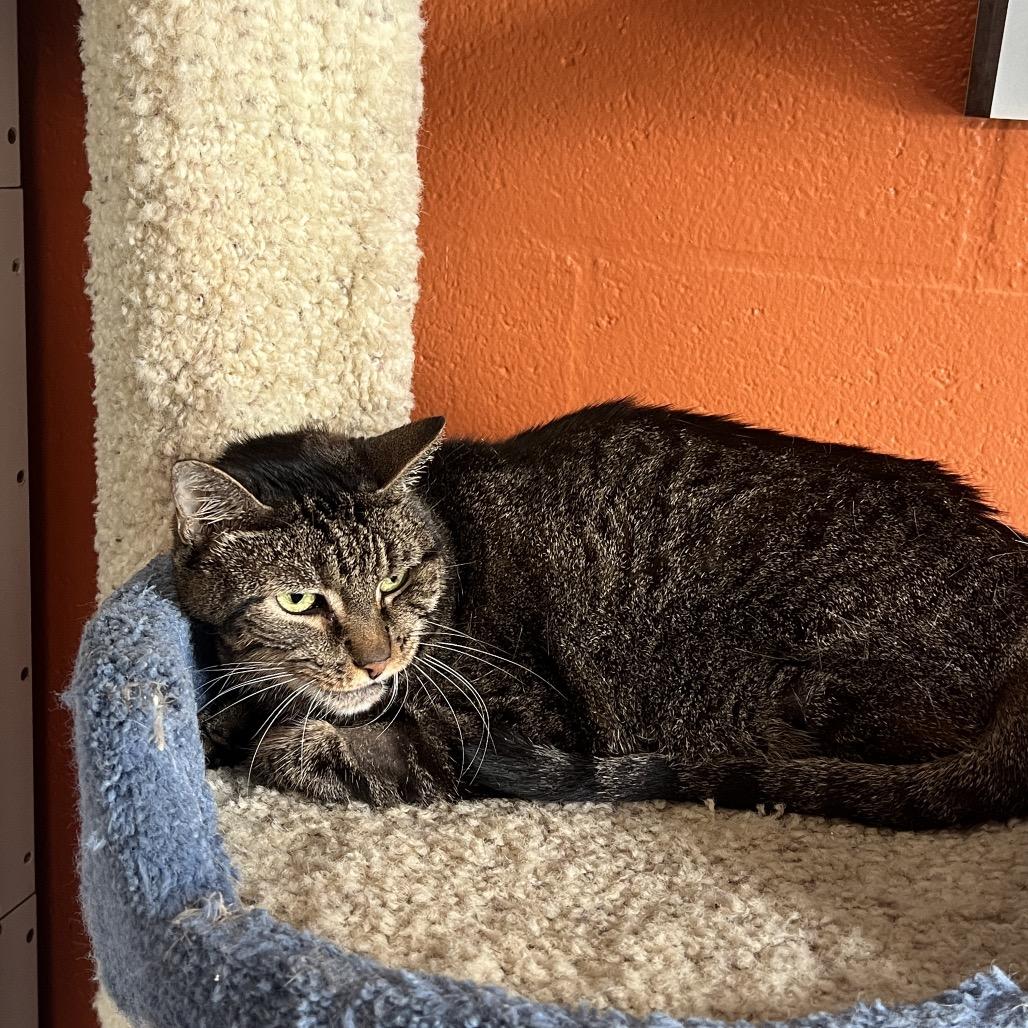 Scuttlebutt, a Adoptable Domestic Short Hair in Sarasota, FL image 5/6