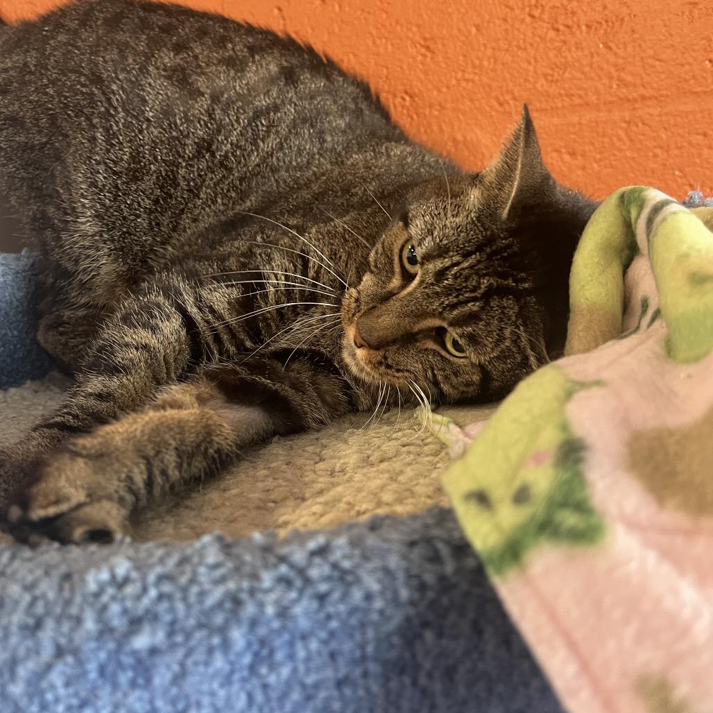 Scuttlebutt, a Adoptable Domestic Short Hair in Sarasota, FL image 6/6