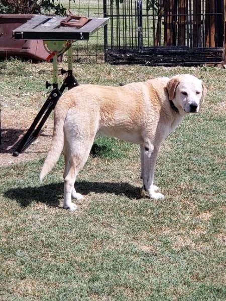 Doug, a Adoptable Yellow Labrador Retriever in Farmersville, TX image 1/3