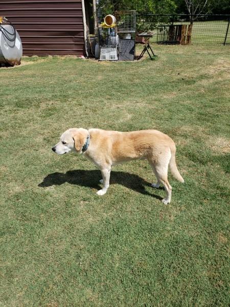 Doug, Adoptable, Senior Male Yellow Labrador Retriever.