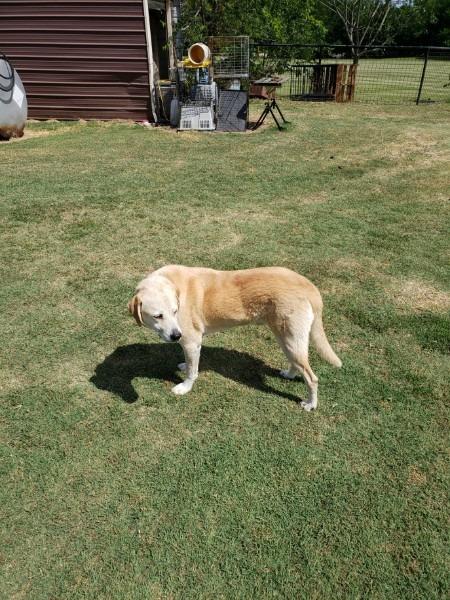 Doug, a Adoptable Yellow Labrador Retriever in Farmersville, TX image 3/3
