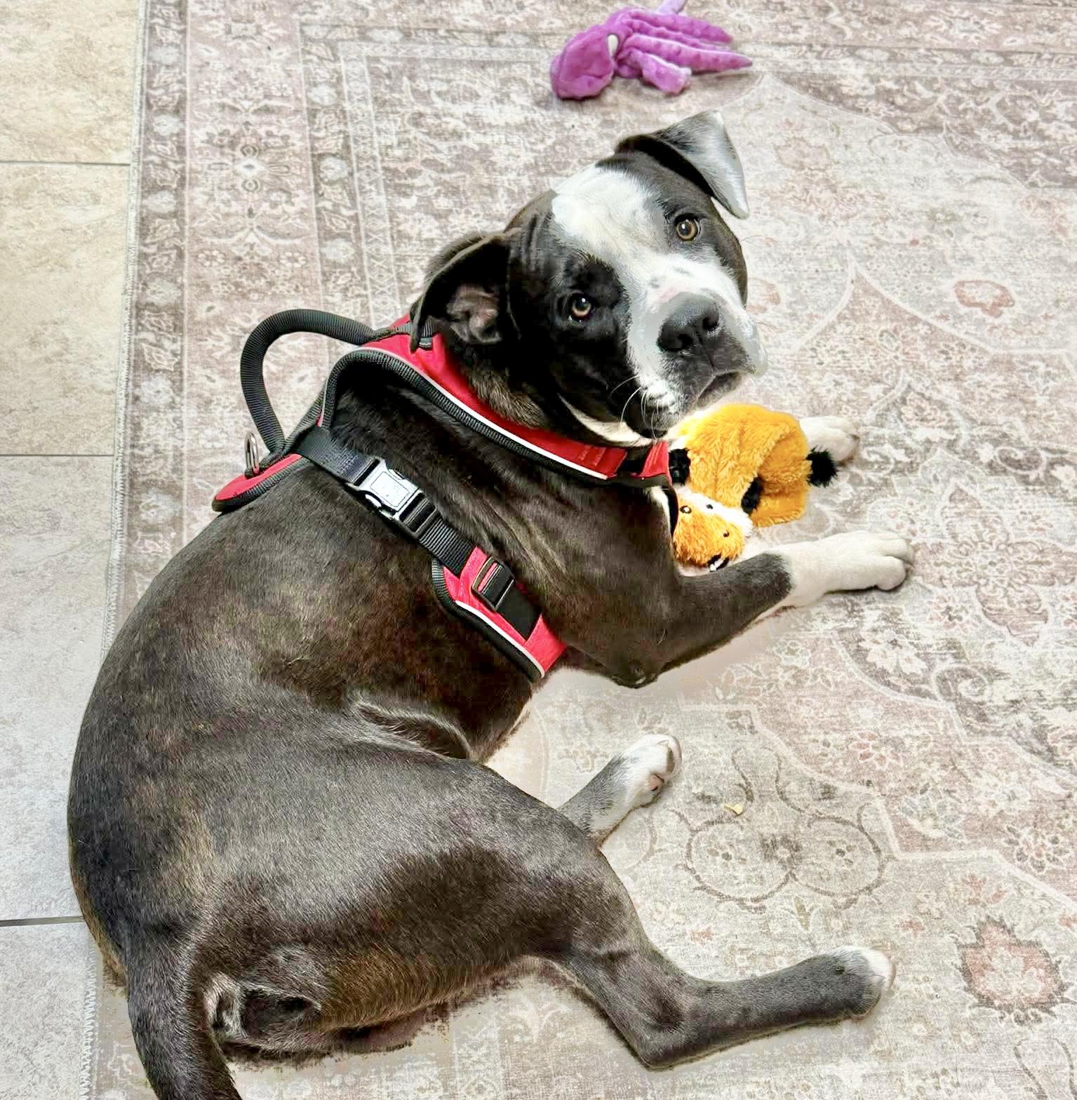 Atlas, a Adoptable mixed breed in Salt Lake City, UT image 3/6
